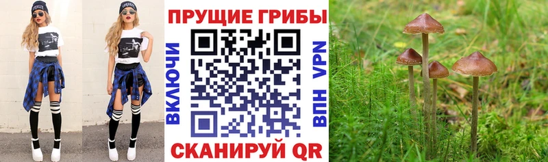 купить закладку  Верхняя Салда  Галлюциногенные грибы Cubensis 